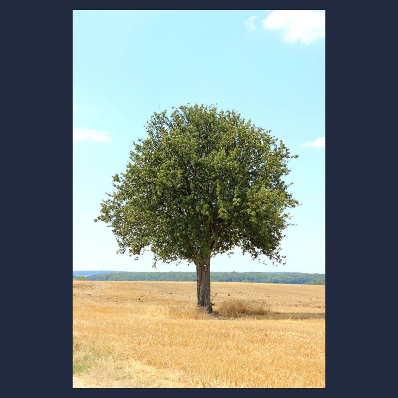 Tree, Environment, Nature
