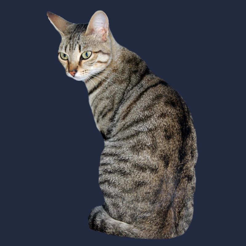 Katze Kätzchen Tigerkatze