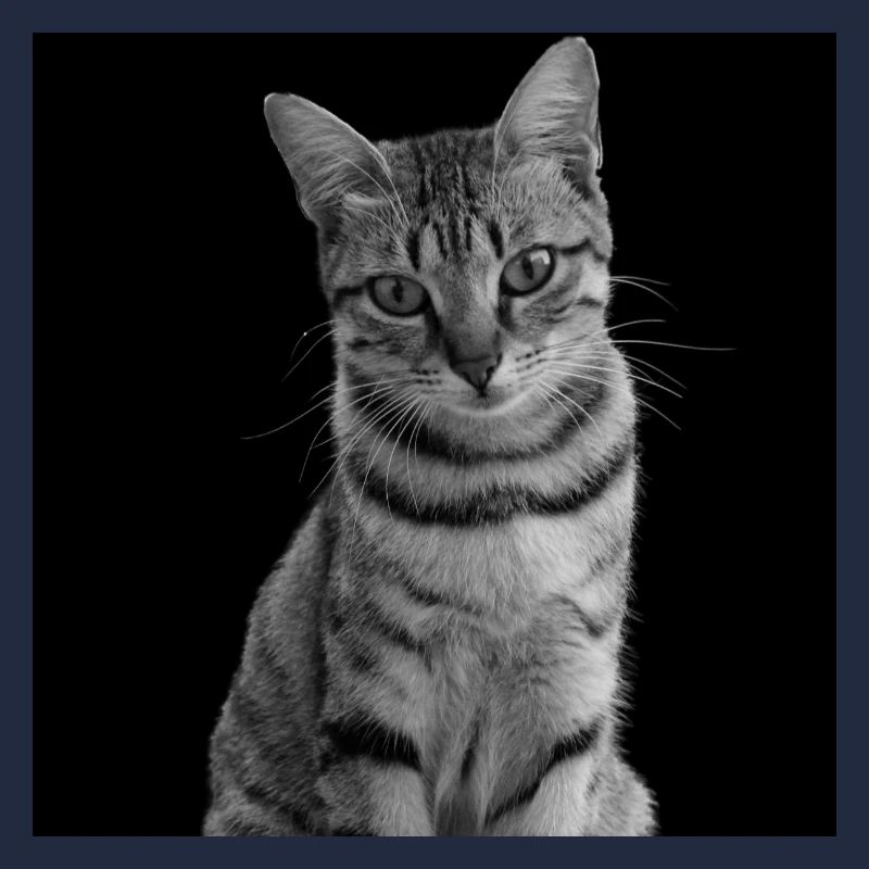 Chat blanc-noir Chat noir et blanc