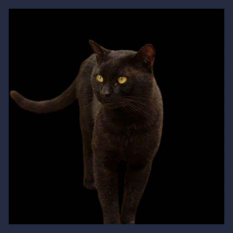 chat noir chat chaton