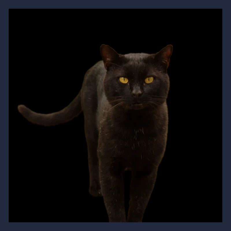 chat noir chat chaton
