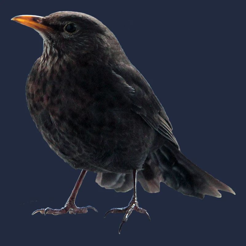 Gaz Blackbird