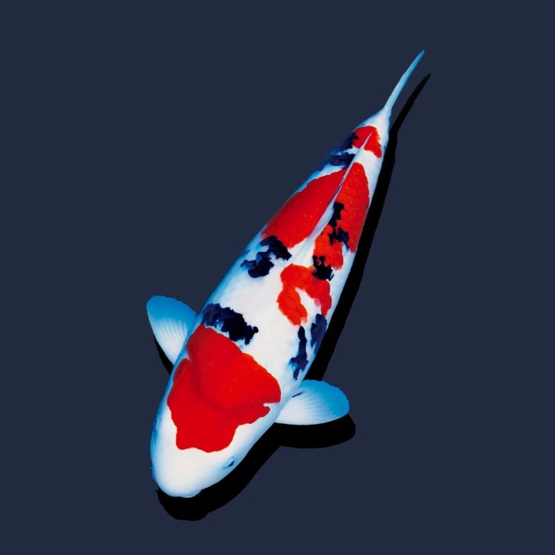 KOI-Karpfen