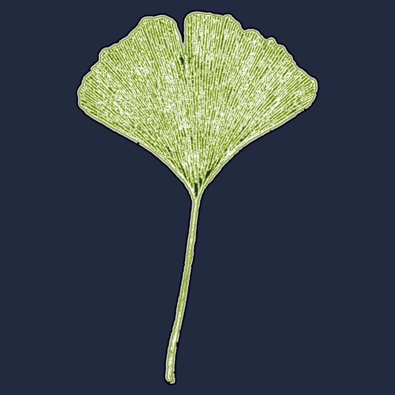 Gingko Leaf