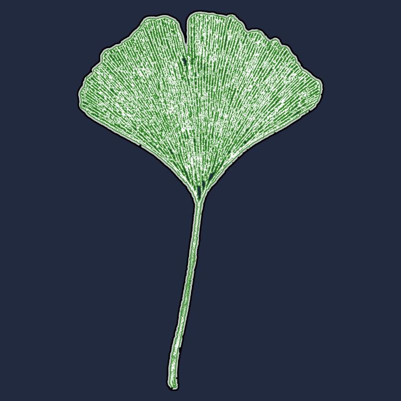 Feuille de gingko