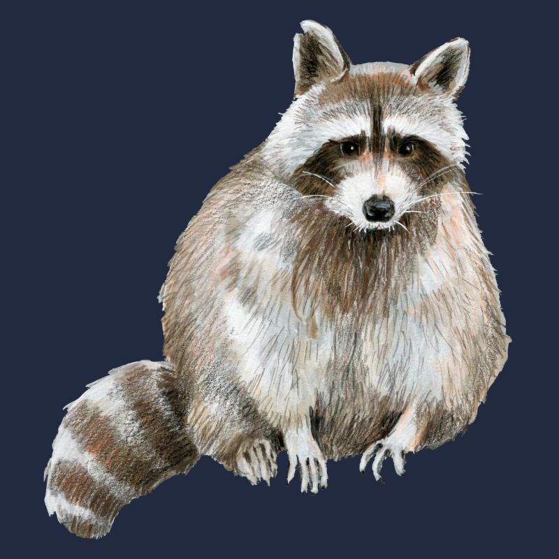Raton laveur