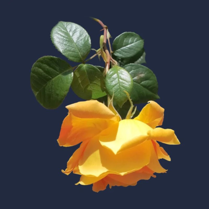 Fragrant spring rose