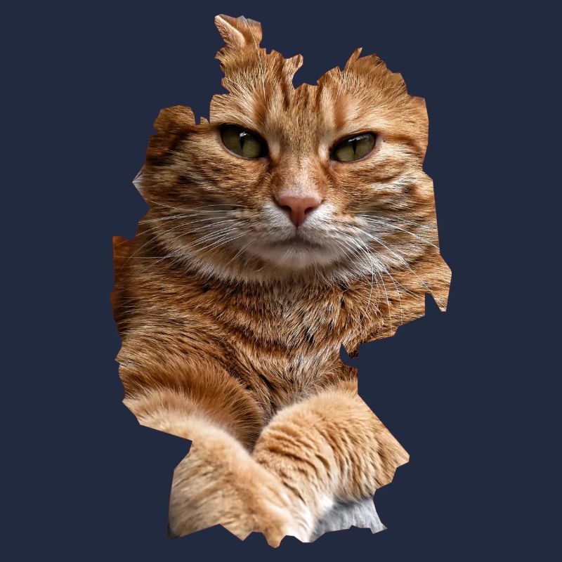 Katze, Katzen
