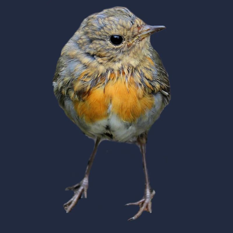 Oiseau