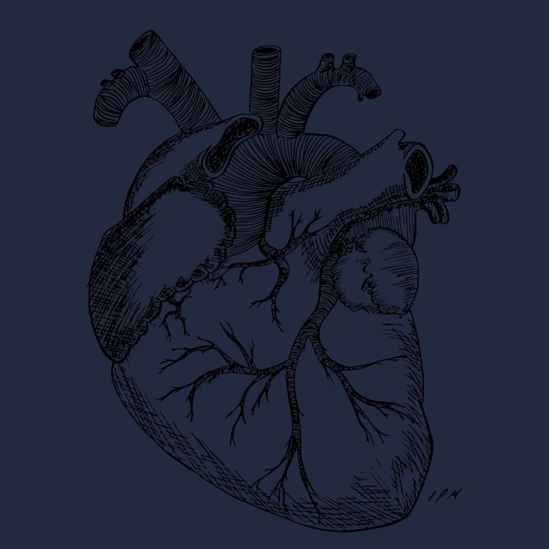 Anatomisches Herz