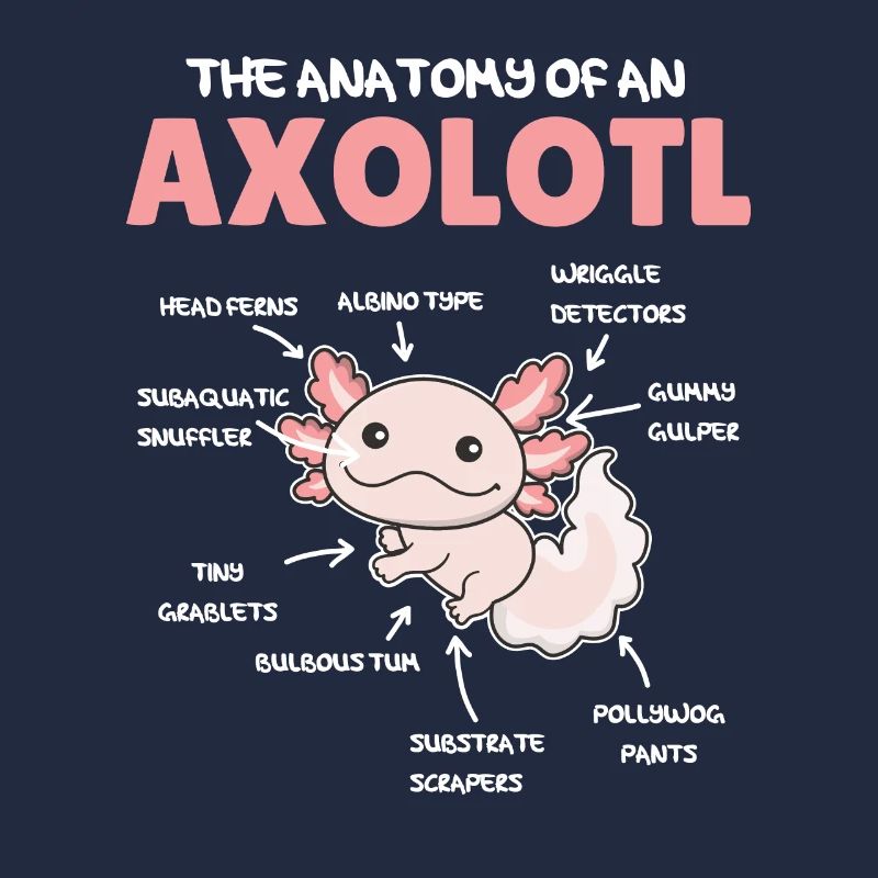 Axolotl Explication Anatomie d’un Axolotl