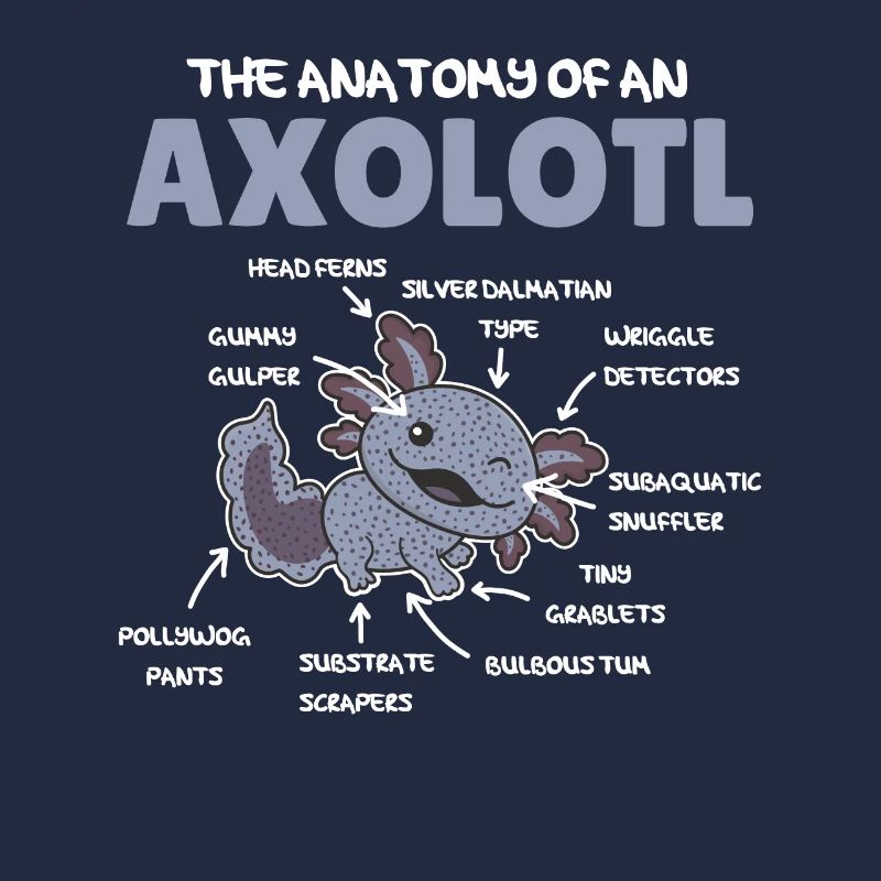 Axolotl Explication Anatomie d’un Axolotl