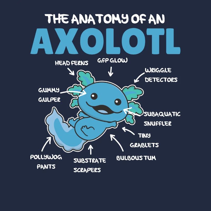 Axolotl Explication Anatomie d’un Axolotl
