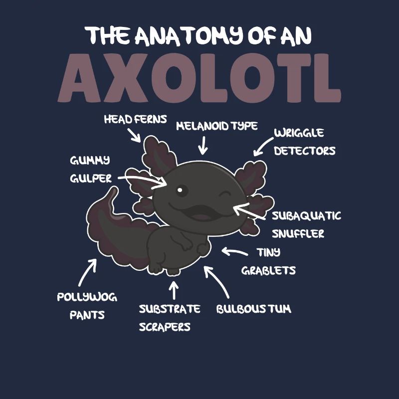 Axolotl Explication Anatomie d’un Axolotl
