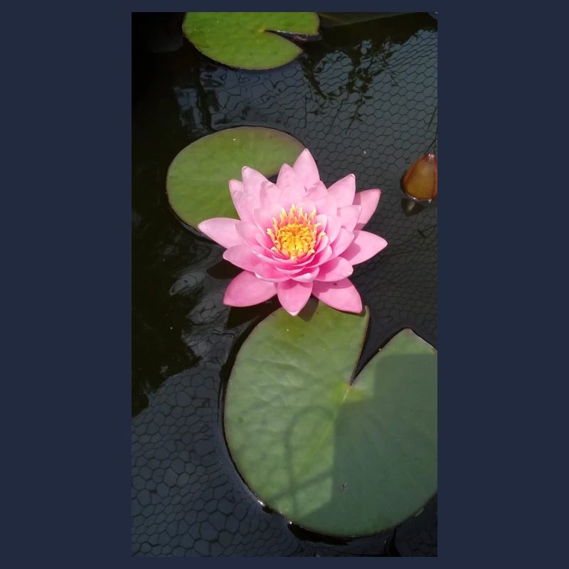 Seerose