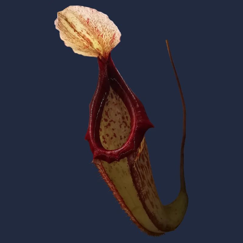 Nepenthes x miranda