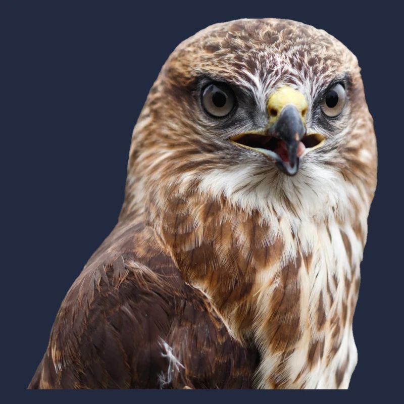 adler eagle buzzard