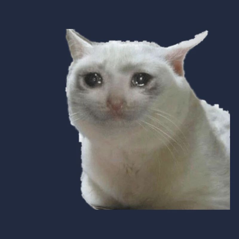Meme cat