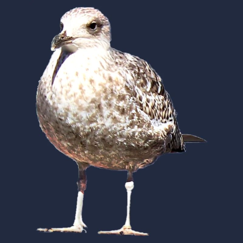 Möve