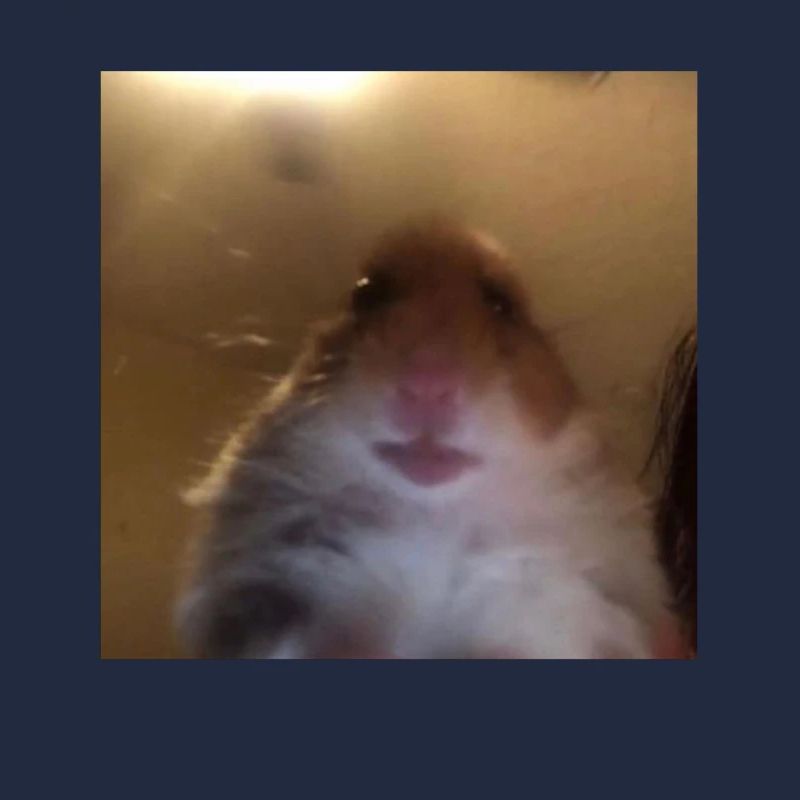 Hamster Cell Phone Front Camera - Funny Thanks Meme