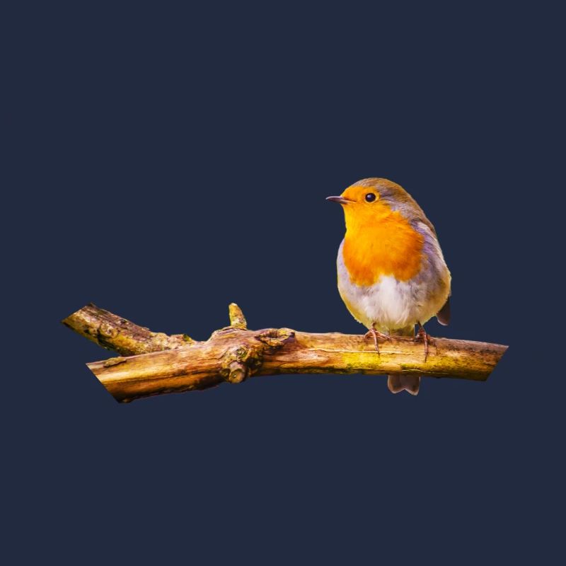 Robin