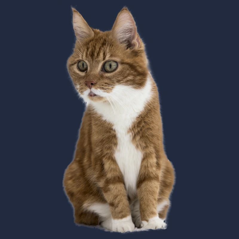 Chat drôle