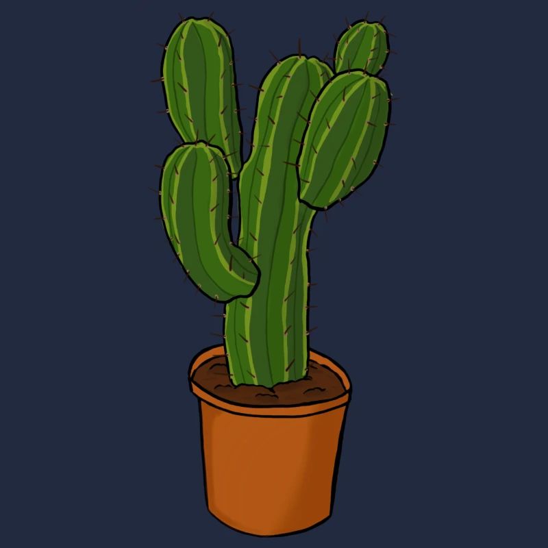Cactus