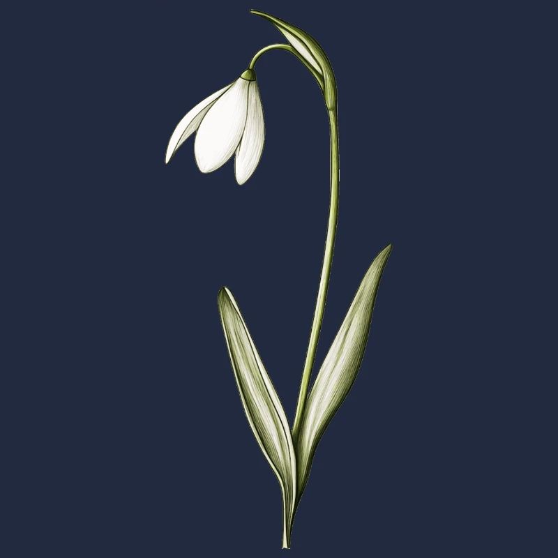 petits perce-neige