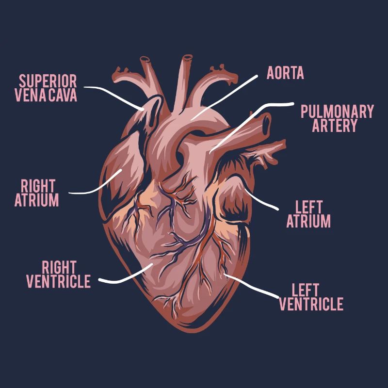 Herz Anatomie - Anatomie eines Herzens