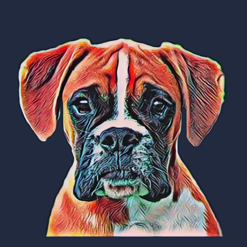 boxer