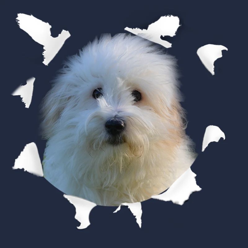 Coton de Tulear - Coton de Tulear Hund