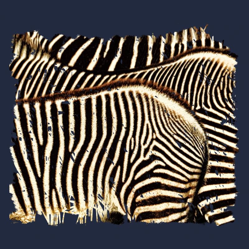 Zebra with white or black stripes?