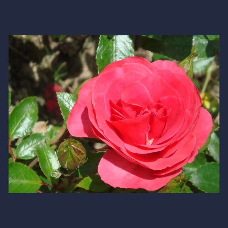 Rose rot mit grünen Blättern