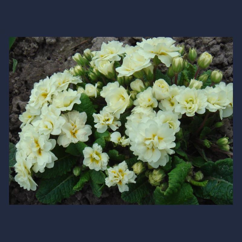 White filled scented primroses in spring