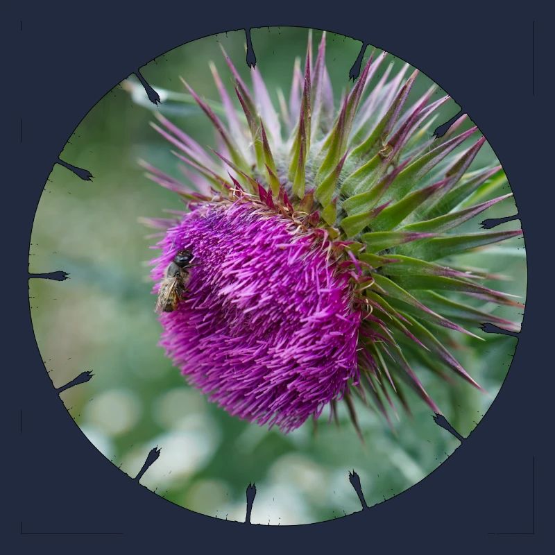 La fleur de chardon est souvent décriée comme une mauvaise herbe