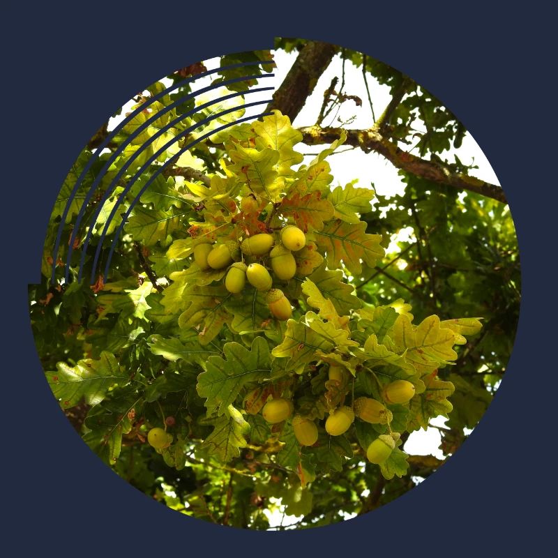 Im Herbst fallen Eicheln von den Bäumen