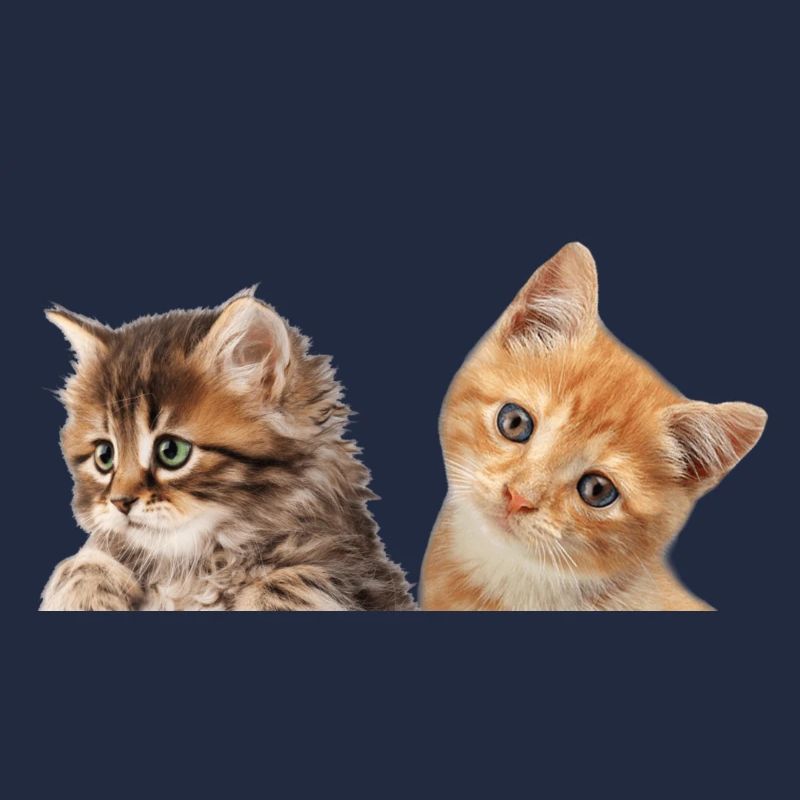 Baby Kitten