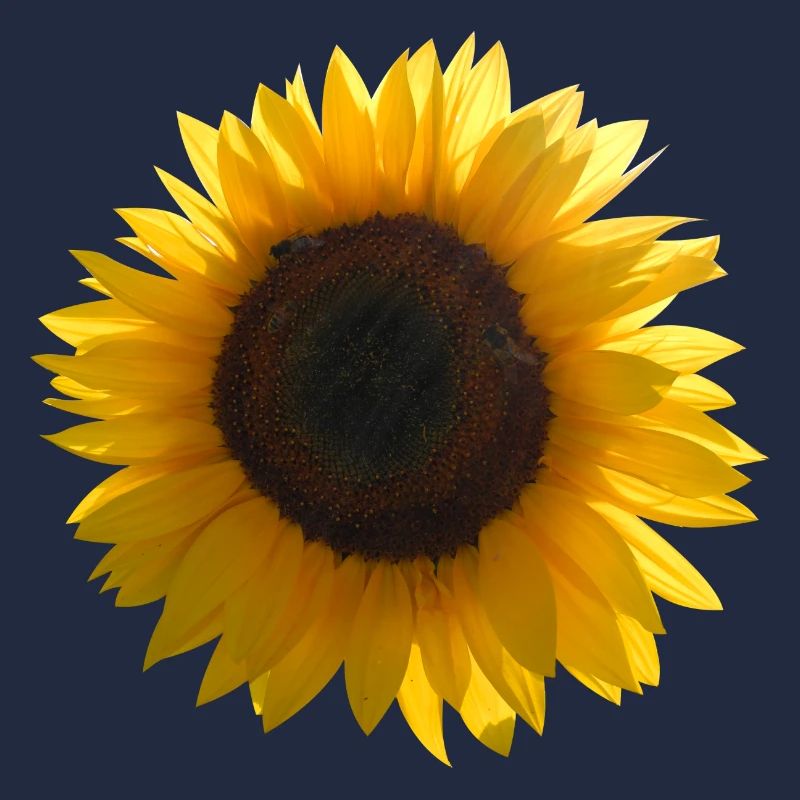 Sonnenblume