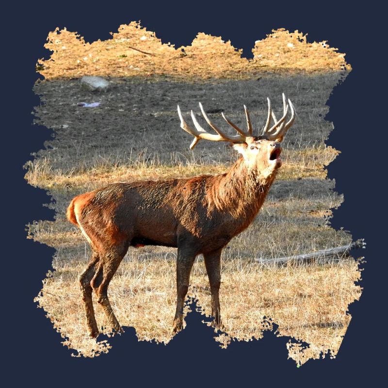 Ein röhrender Hirsch im Spätherbst