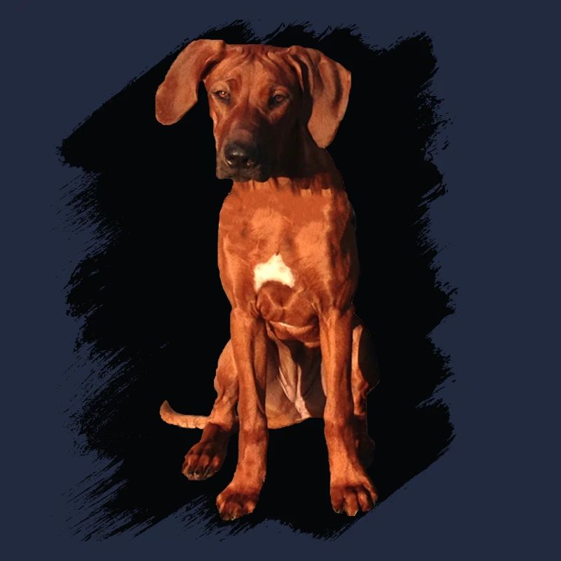 Rhodesian Ridgeback auf schwarzem Hintergrund