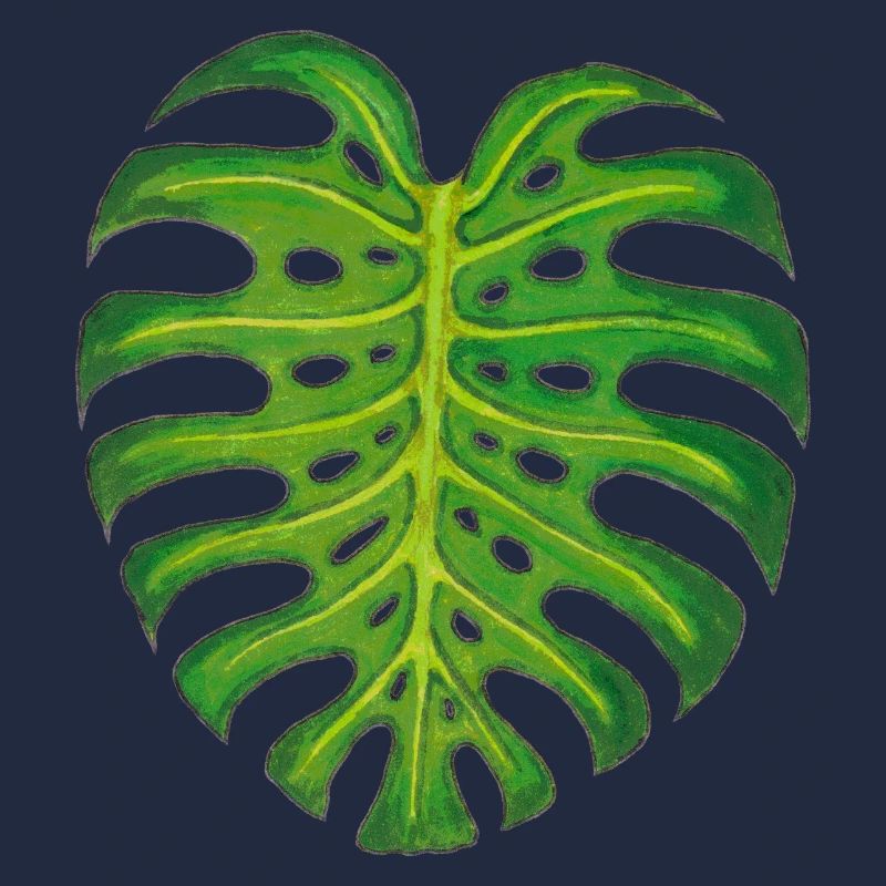 Monstera / Blatt