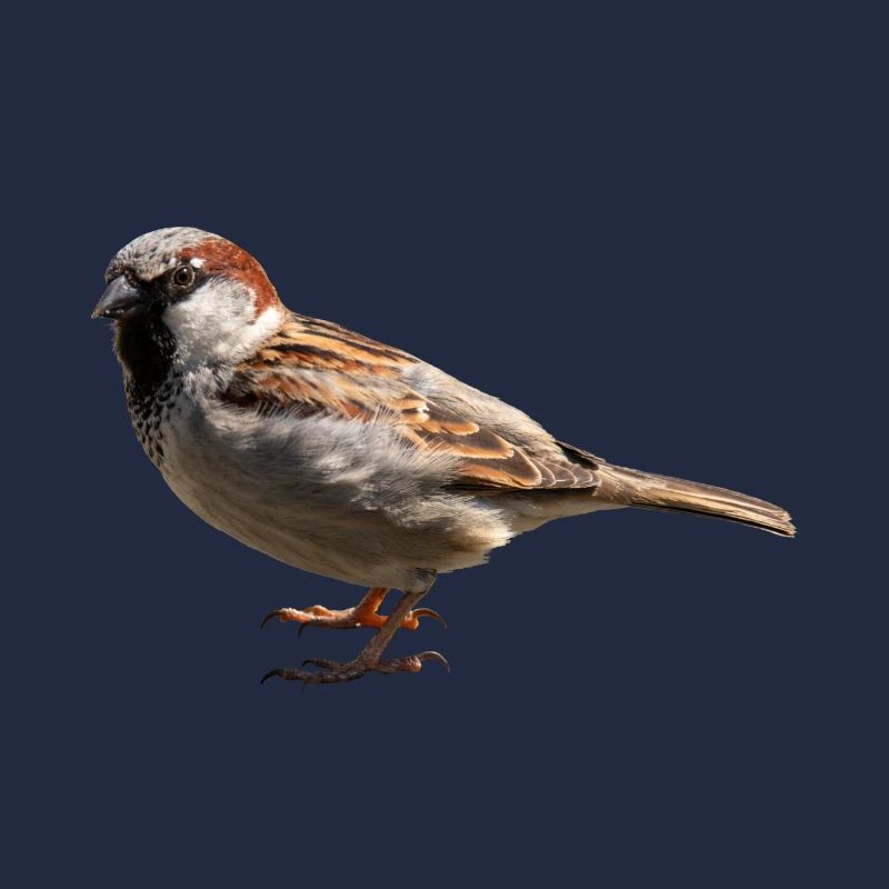 moineau