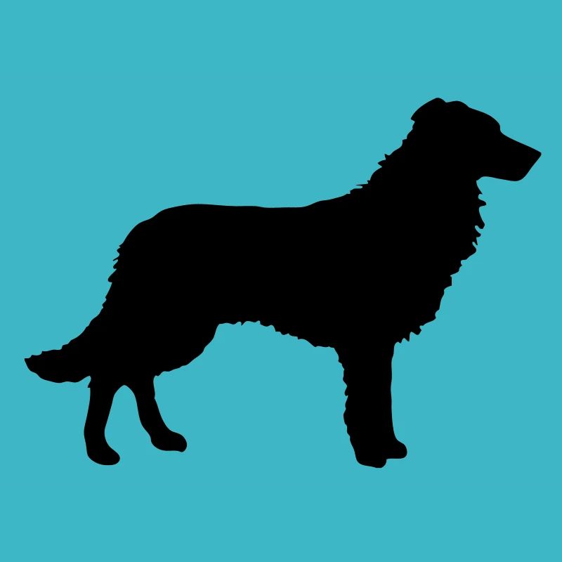 Border Collie, Dog, Agility