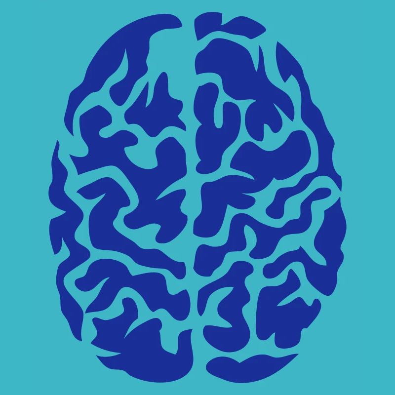 cerveau vue dessus dessin