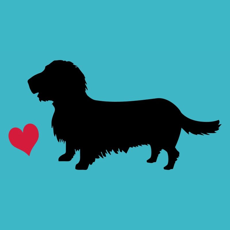 Rough-haired dachshund