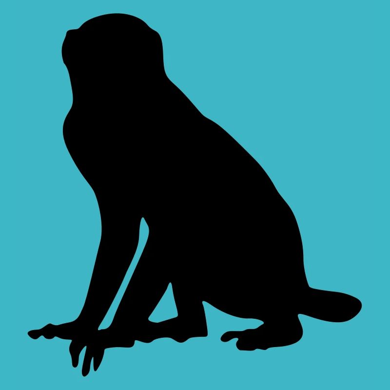 Singe animal