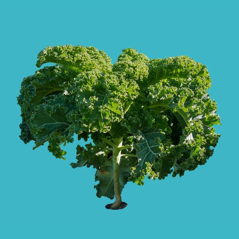 Kale Gift Gift Idea Cabbage Ride Green