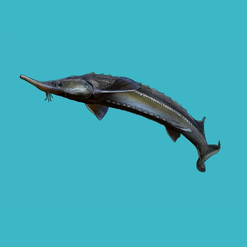 sterlet sturgeon