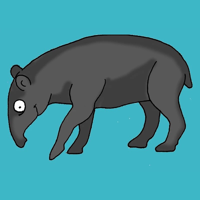 Coati