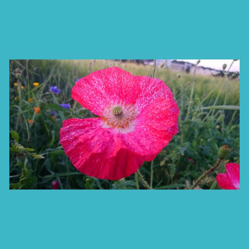 Rote Blume